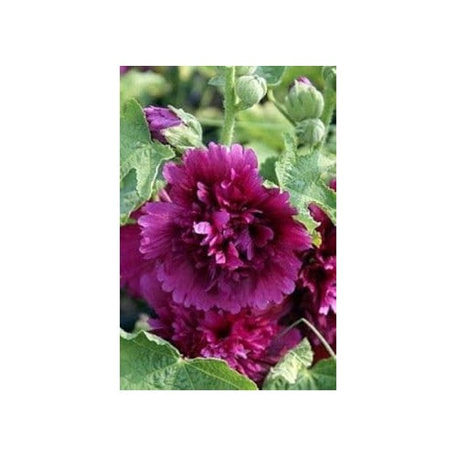 Organic Purple Hollyhock Flower Seeds for Planting [neera-v5-7d87a03ba4908c449376]