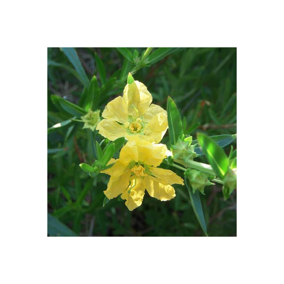 Yellow Heirloom Non Gmo Heimia Flower Bright Garden Edges And Seasonal Planting Flower Seeds [neera-v5-7d8d0547c2118fdff767]