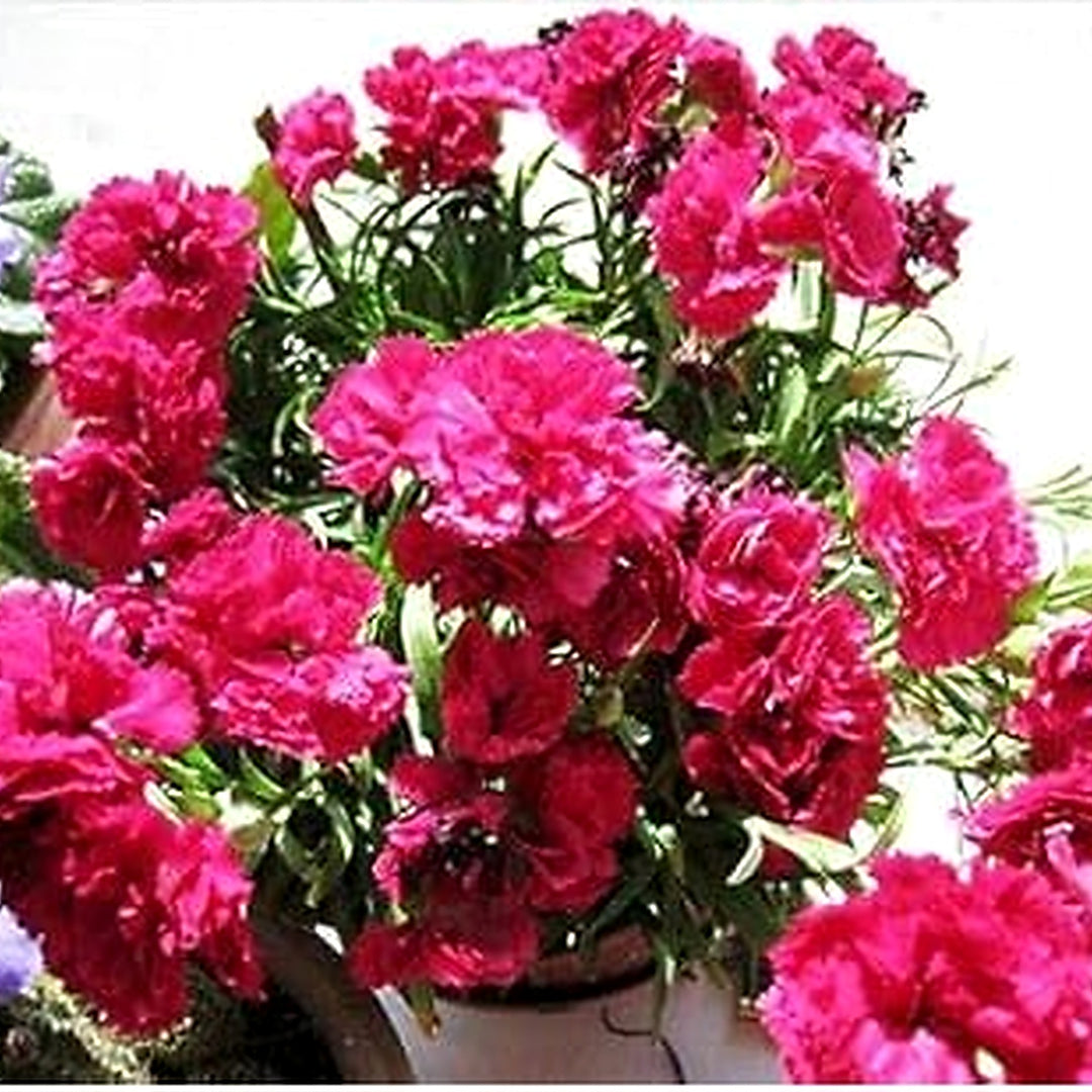 Pink Carnation Dianthus Caryophyllus Flower Seeds [neera-v5-7d8d982a928a7a5fa7f5]