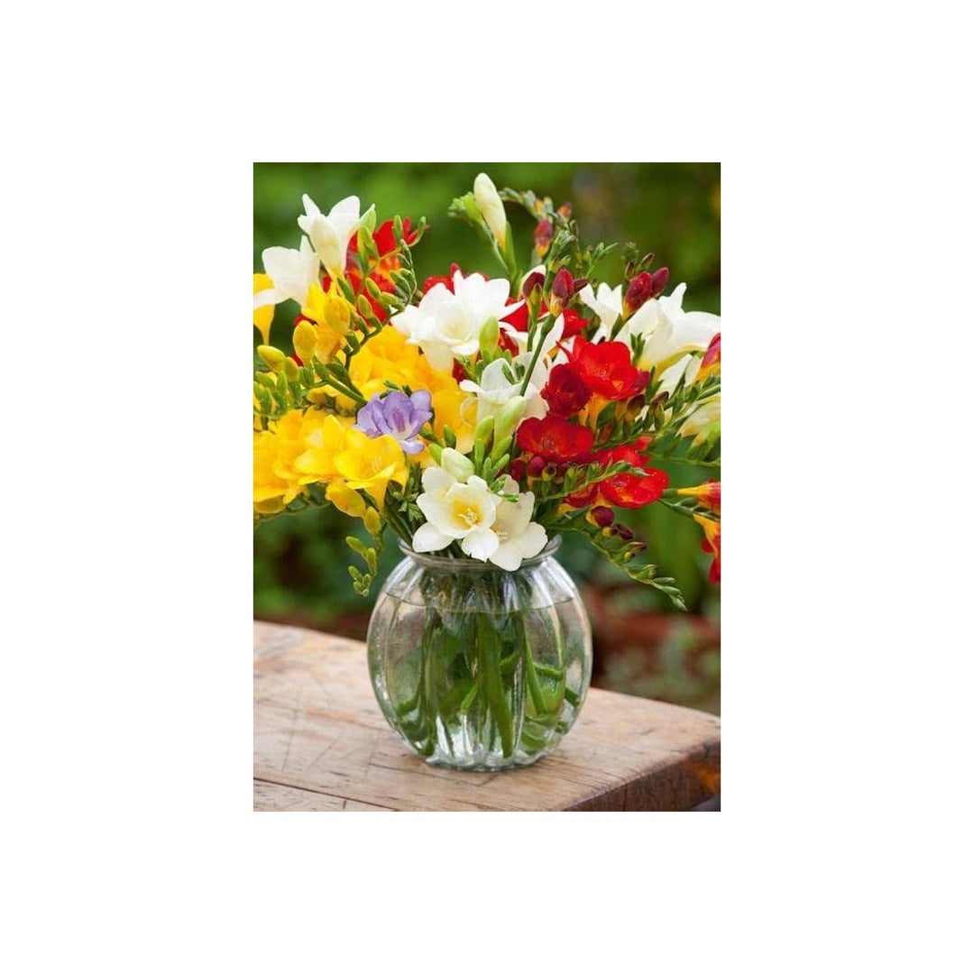 Freesia Freesia Refracta Flower For Planting Suitable For Home Garden Fragrant Spring Displays [neera-v5-7d8f794ed3b028481b41]