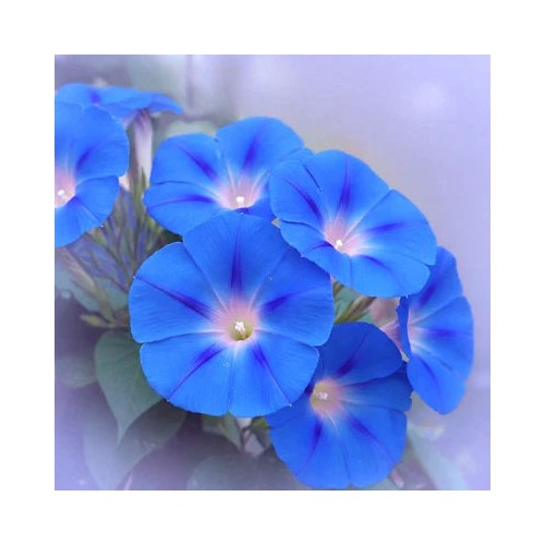 Blue Heavenly Morning Glory Climbing Beautiful Heirloom Non Gmo Flower Seeds Home Garden [neera-v5-7da49aaee189c308ccf5]