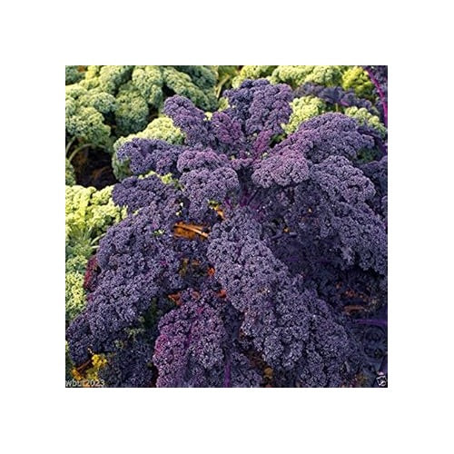 Purple Scarlet Kale Seeds for Planting [neera-v5-7dcb4233fcb5915a7d2c]
