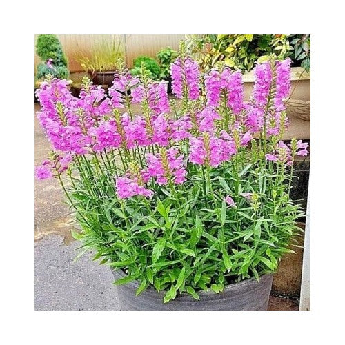 Obedient Plant Flower Planting Native Wildflower Deer Resistant Container Easy Heirloom Non Gmo [neera-v5-7dd3cea5735590e3a622]