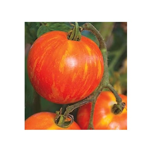 Dark Orange Tomato Seeds for Planting [neera-v5-7deaa3631cc983d7d3e3]