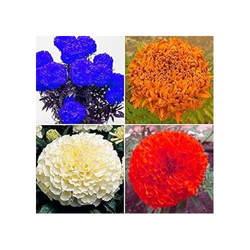 Organic Heirloom Mixed Colour Marigold Flower Seeds for Planting | Non-GMO Organic Garden Seeds with High Germination [neera-v5-7dedfe51b9181057ad4f]