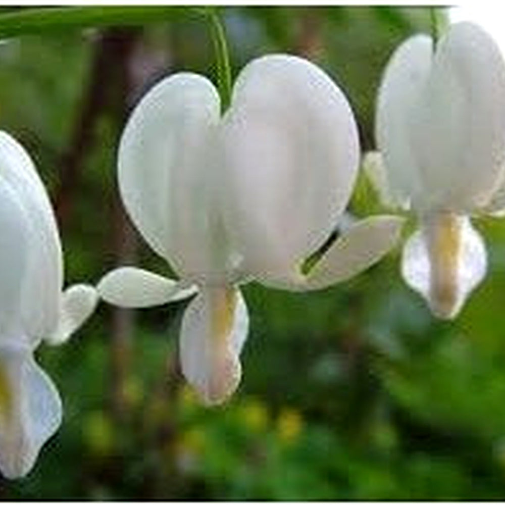 Heirloom Non-GMO White Bleeding Heart Flower Seeds for Planting [neera-v5-7df7d178d0d97122bbb5]