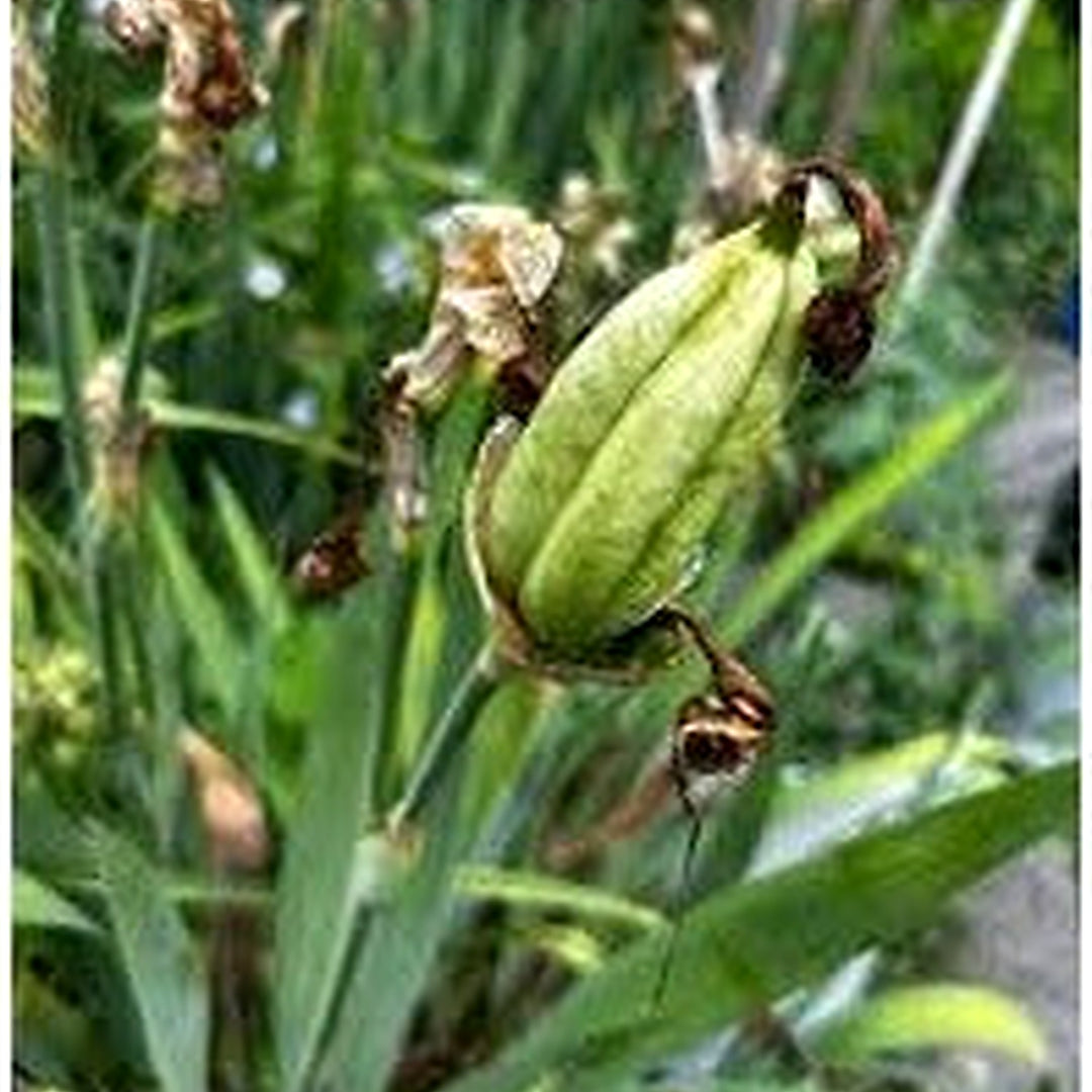 Lila Iris Perennial Garden Flower For Easy Growing Flower Seeds for Home Garden Planting, Landscape [neera-v5-7dfaf0c8df9ef903ecf7]
