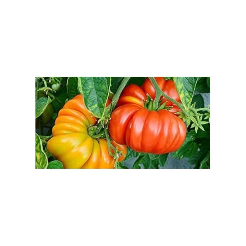 Big Red Tomato Seeds for Planting [neera-v5-7e06408d4005f1e4e7e3]