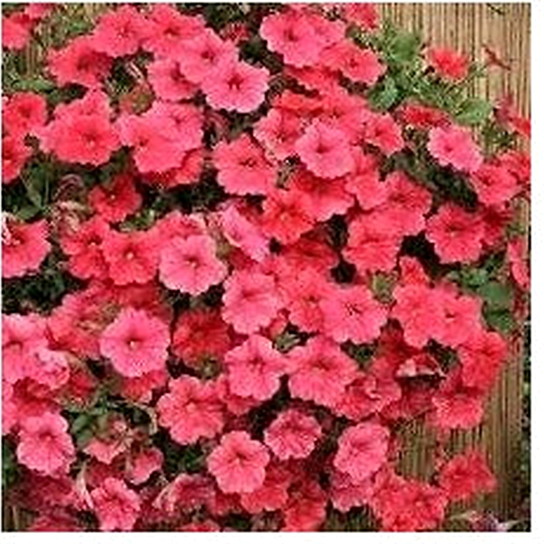 Red Oblique Petunia Flower Seeds for Planting [neera-v5-7e141a45f2fb5e3a08a7]