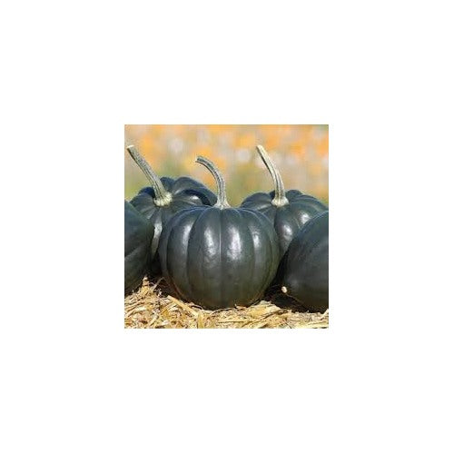 Black Pumpkin Vegetable Seeds for Planting [neera-v5-7e194923b63eeca32f42]