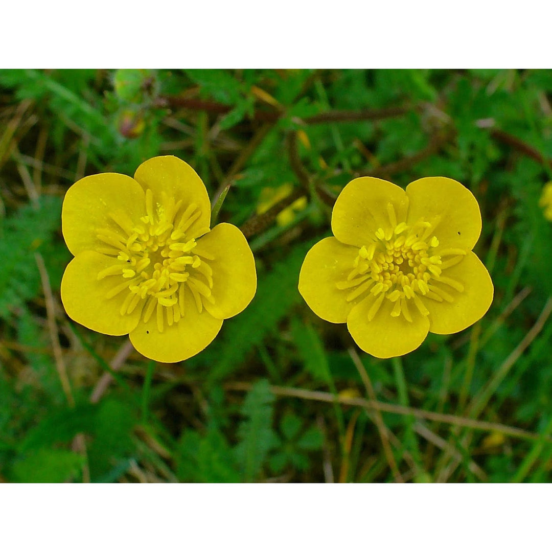 Yellow Heirloom Non Gmo Meadow Buttercup Flower For Planting Bright Wildflower Garden Blooms Flower [neera-v5-7e1fa77c3806759c47ab]