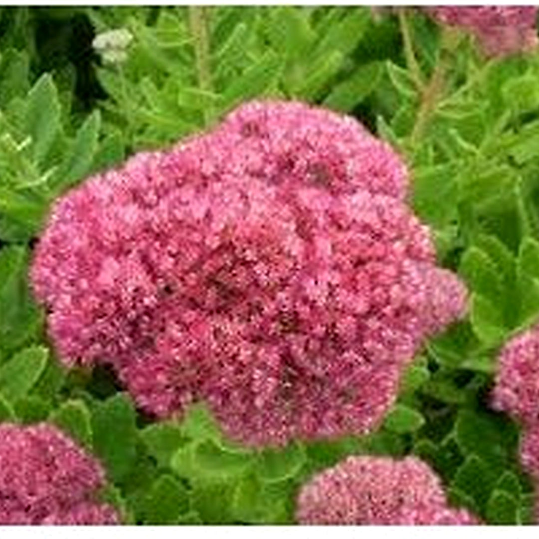 Spectabile Flower For Planting Flower Seeds for Home Garden Planting, Landscape Organic Blooming [neera-v5-7e22b88de9076dd06b78]