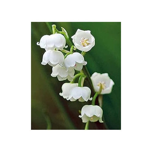Polka Dot Vinca Flower Seeds for Planting [neera-v5-7e242e91800bf9783a5a]