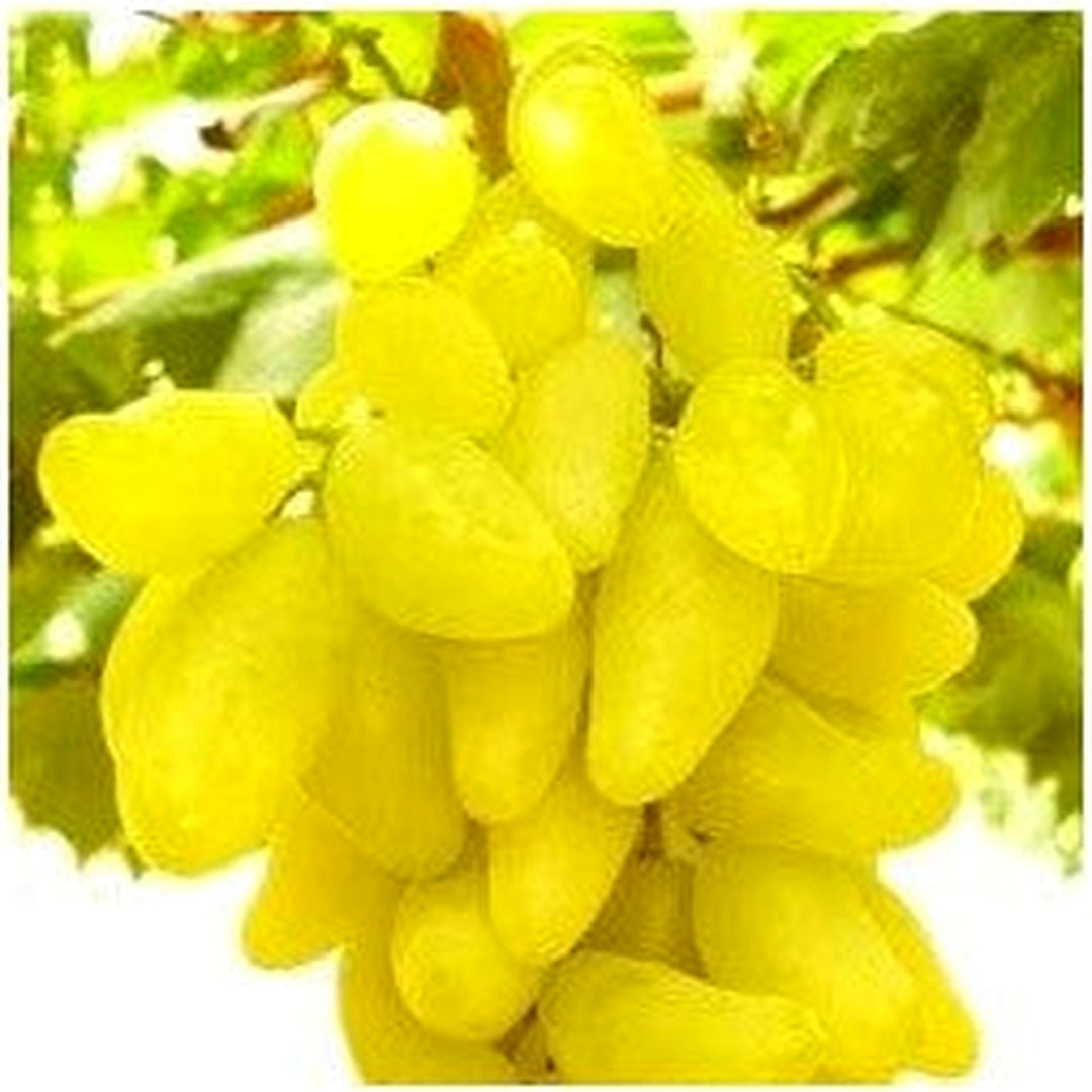 Fresh Yellow Grape Fruit Seeds for Planting [neera-v5-7e3fe54d93d090eda75a]