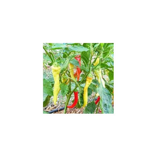 Ierapetras Hot Pepper Seeds for Planting | Heirloom, Non-GMO, High Germination Organic Garden Seeds [neera-v5-7e4ad469e3893168f75a]