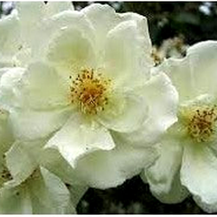Moonlight Rose Plant Seeds for Planting [neera-v5-7e525e80f62e7fff5908]