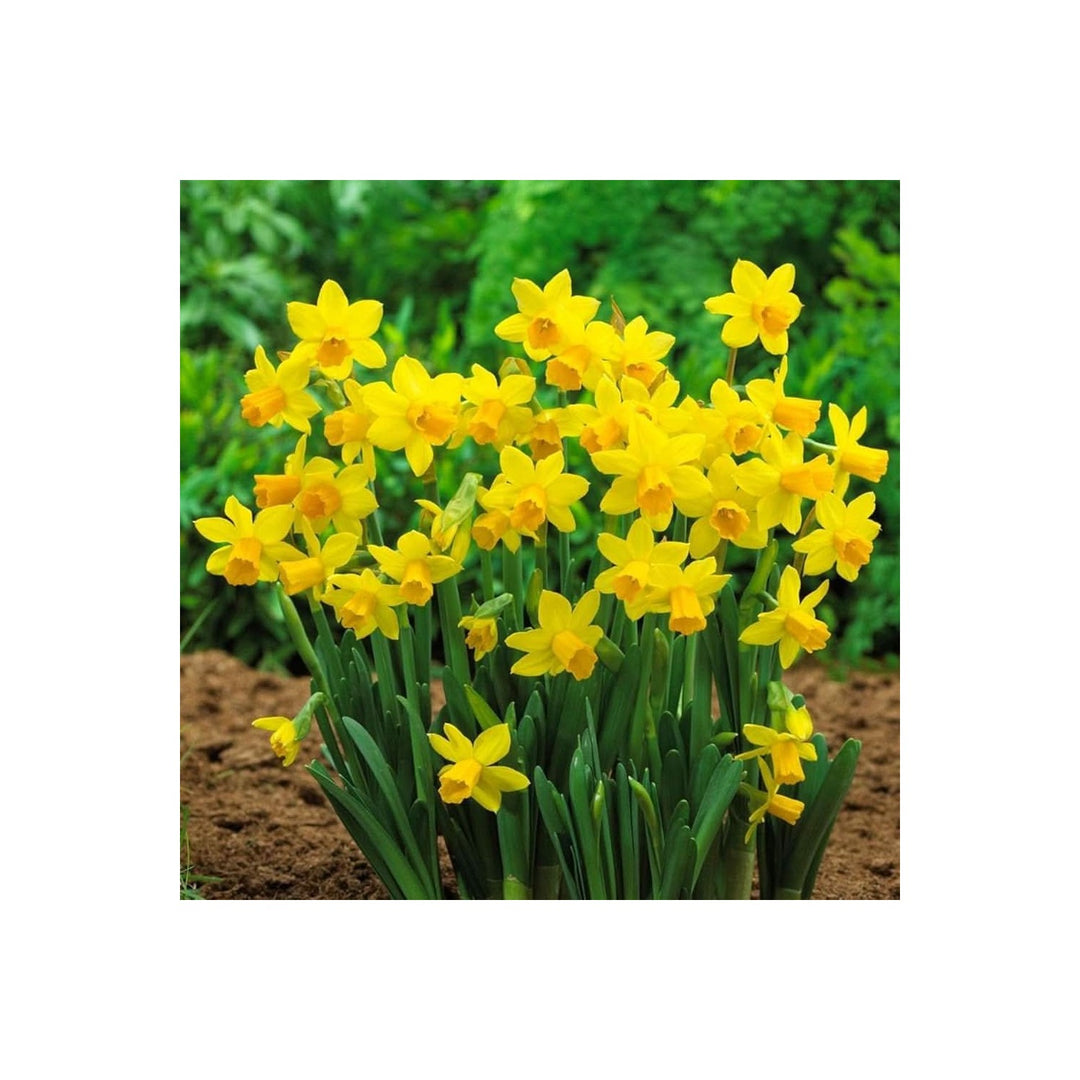 Univalve Daffodil Flower Narcissus Pseudonarcissus For Naturalizing And Garden Borders Flower Seeds [neera-v5-7e530dc76a8a4d847f16]