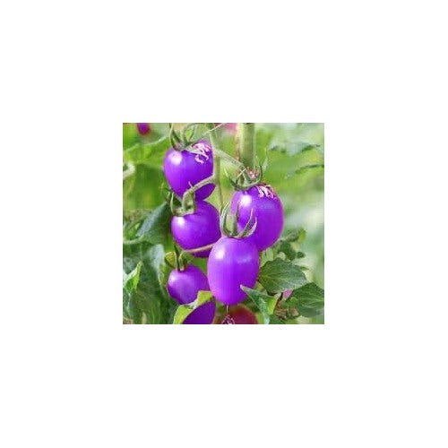 Heirloom Non-GMO Violet Tomato Seeds for Home Garden Planting [neera-v5-7e599696279611182e79]
