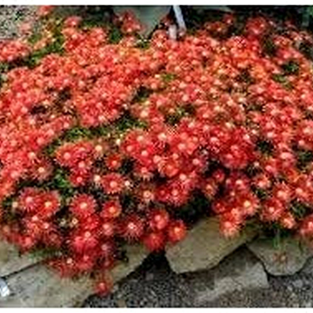 Heirloom Delosperma Carmine Flower Seeds, Non-GMO Bright Ice Plant Blooms for Rock Garden Planting [neera-v5-7e5cbac521c131df55a6]