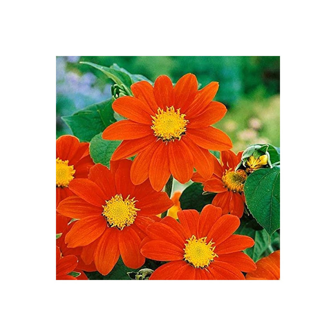 Orange Tithonia Flower For Planting Flower Seeds for Home Garden Planting, Ornamental Organic [neera-v5-7e5dc2fc9eedbc47d01a]
