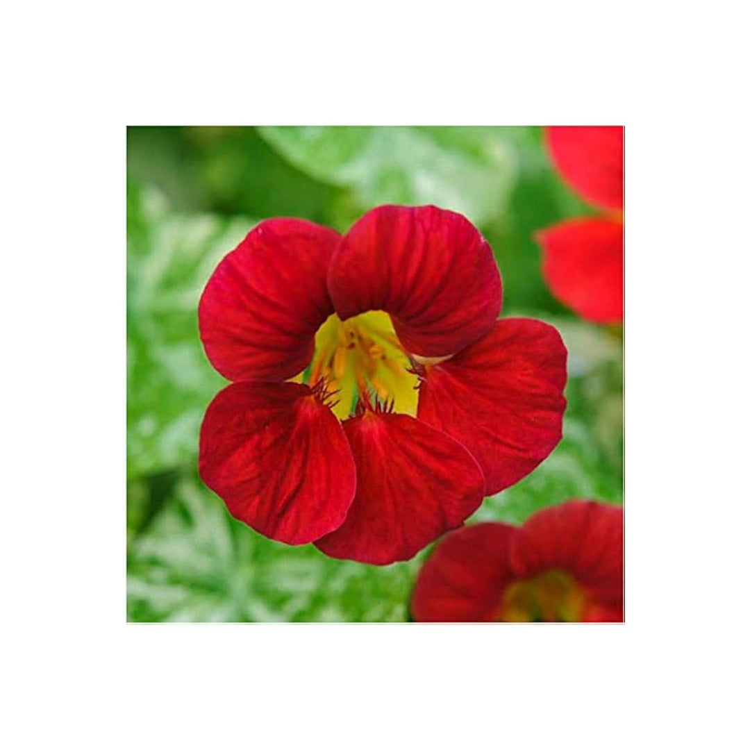 Red Hanging Nasturtium For Planting Heirloom For Home Garden Gmo Free Flower Seeds for Home Garden [neera-v5-7e6188672a71eee5b124]