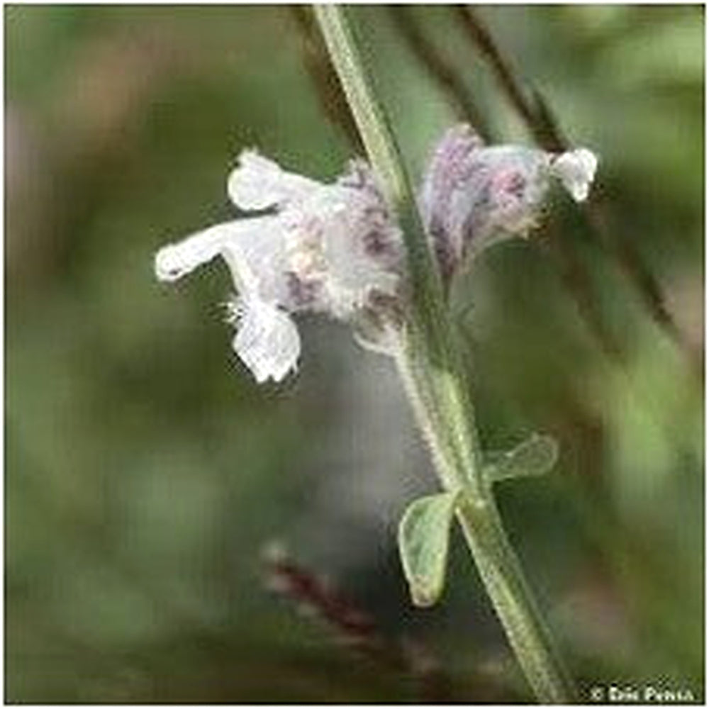 Heirloom Non-GMO Nepeta Flower Seeds for Planting [neera-v5-7e62aa63ab85d7f4450d]