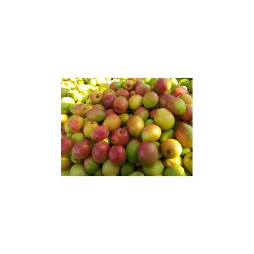 Apple Ber Ziziphus Fruit Seeds for Planting [neera-v5-7e68d3c85ebb4cd0499e]