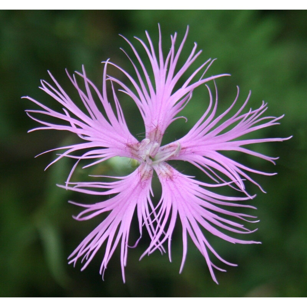 Heirloom Non Gmo Dianthus Superbus Flower Fragrant Garden Blooms And Delicate Displays Flower [neera-v5-7e6d222cf67096b95e01]