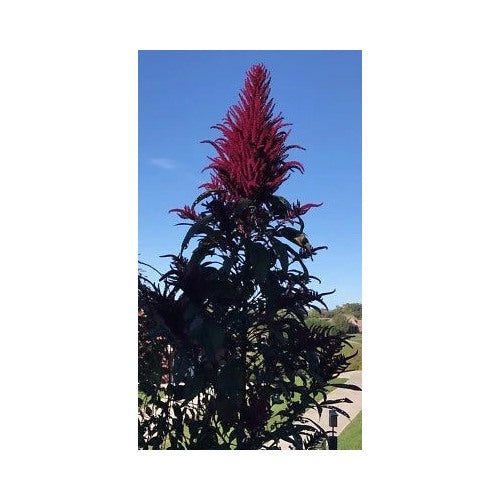 Red Amaranth Opopeo Flower Edible Leaves Grain Microgreens Non Gmo Heirloom Edible Flowers And [neera-v5-7e78b9d8005627a12df2]
