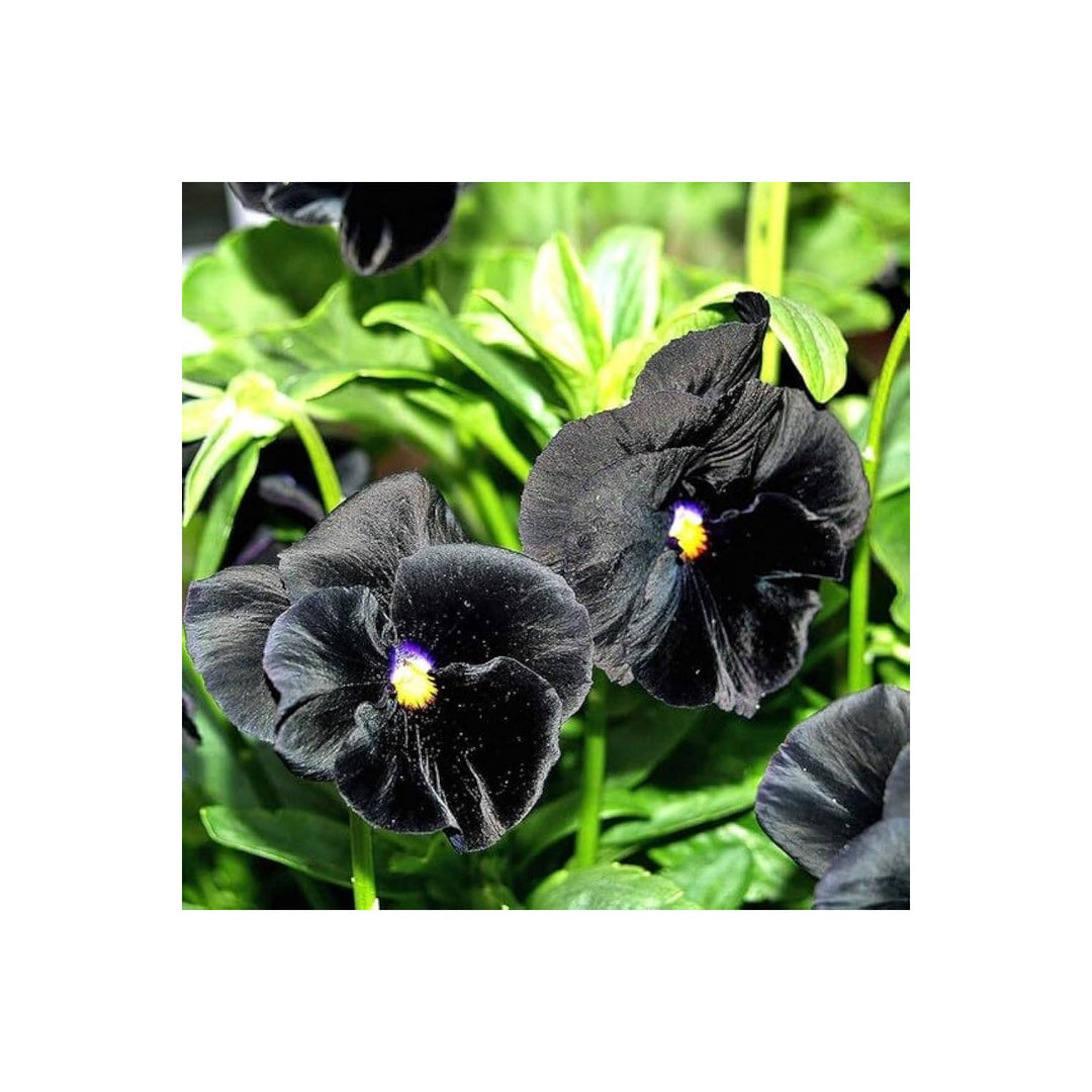 Black Heirloom Non Gmo Viola Flower Planting Unique Dark Blooming Flower Flower Seeds Home [neera-v5-7e7eead9cc941f095c6a]