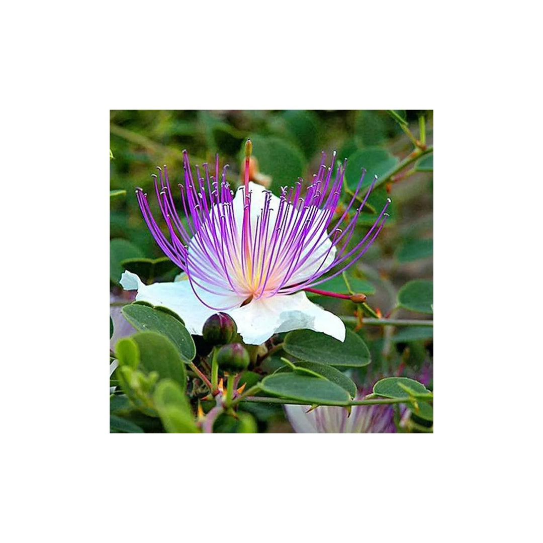 White Caper Flower For Planting Non Gmo Flower Seeds for Home Garden Planting, Ornamental Organic [neera-v5-7e8aae50c74db504720f]