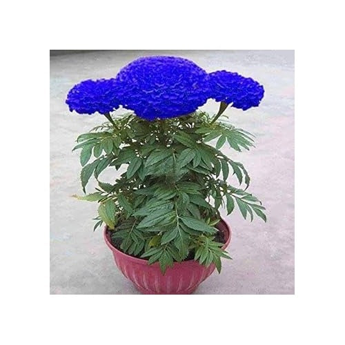 Blue Marigold Seeds for Planting [neera-v5-7e93ccc90093be1c83eb]