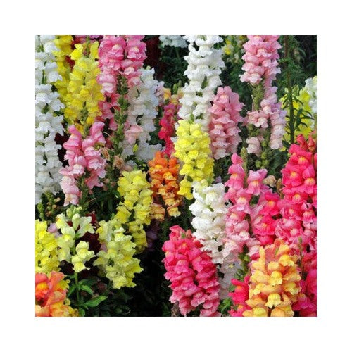 Magic Carpet Mix Snapdragon Planting Heirloom Edible Flowers Free Ship Non Gmo Easy To Grow [neera-v5-7e96e9b1575702ed8361]