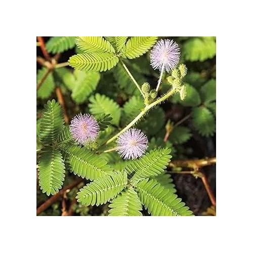 Lavender Mimosa Pudica Plant For Planting Non Gmo Flower Seeds for Home Garden Planting, Colorful [neera-v5-7eaab04abda57340cbf0]
