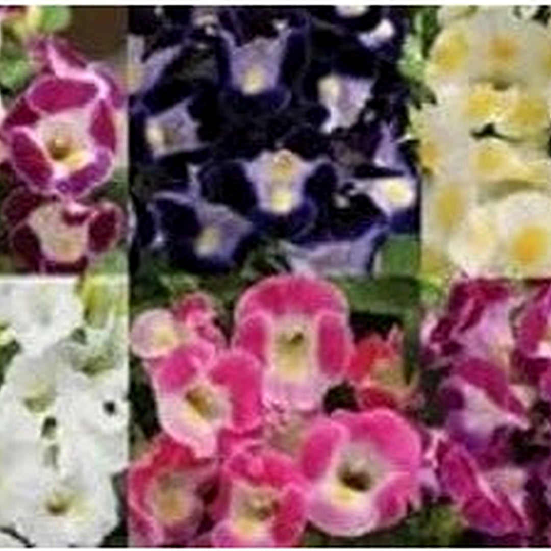 Mixed Torenia Flower Seeds for Planting | Heirloom Non-GMO High Germination Organic Garden Seeds [neera-v5-7ebd46f54d0ae310dbc3]