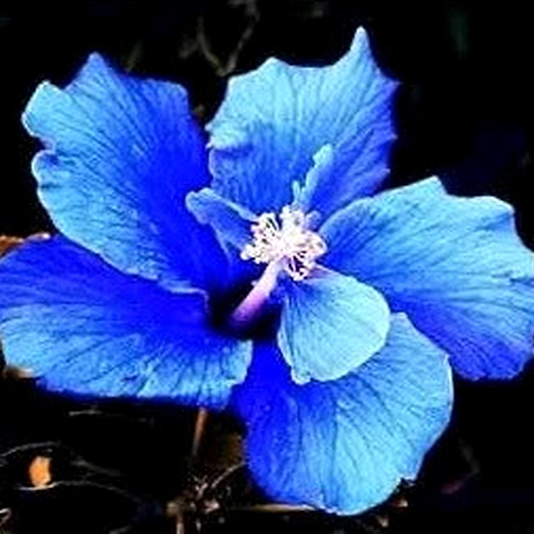 Blue Giant Hibiscus Flower Potted Yard Plant Flower Seeds for Home Garden Planting, Lush Organic [neera-v5-7ebdc00b5f8beca48c86]