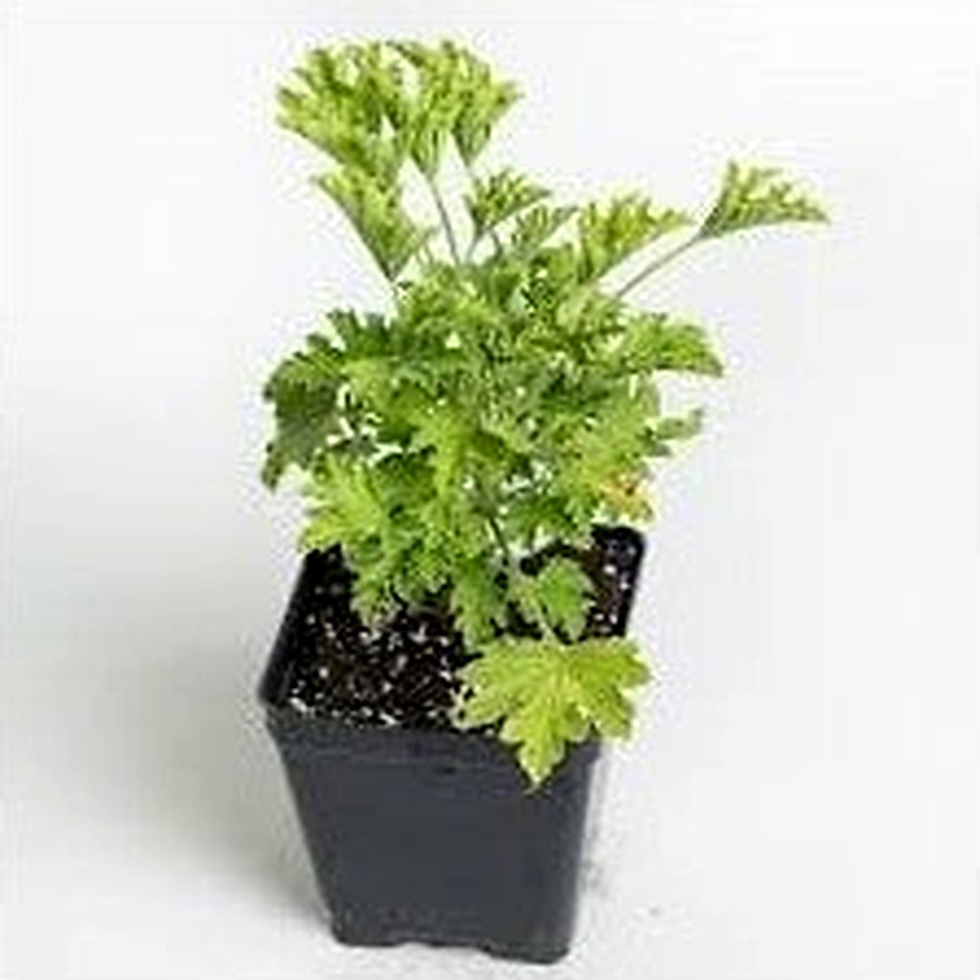 Citronella Plant Seeds for Planting [neera-v5-7ebe7db8f147c751bf3f]
