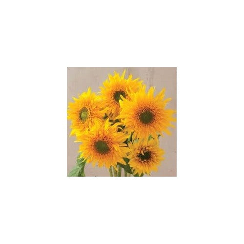 Heirloom Burst Sunflower Seeds for Planting [neera-v5-7ebecd924846df9f4e07]