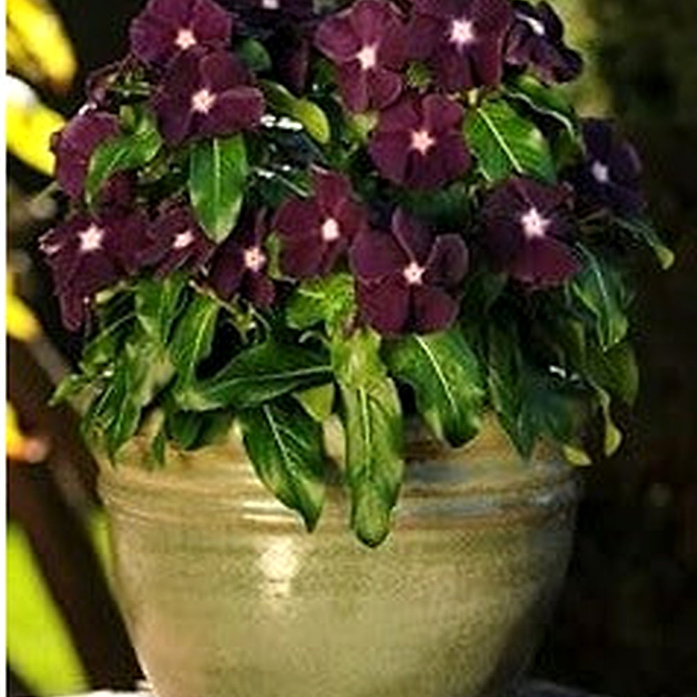 Periwinkle Flower Seeds for Garden Planting [neera-v5-7ece7d27b87c41c60370]