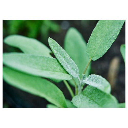 Broadleaf Sage Herb Seeds for Planting [neera-v5-7ed20cac171a39b6a519]