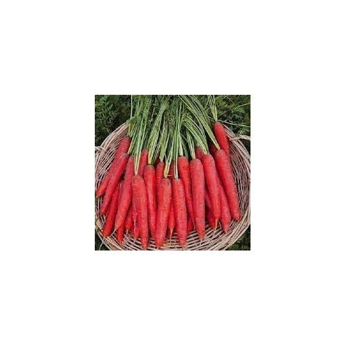 Red Carrot Seeds for Planting [neera-v5-7ed6faf7b515cc457a8b]