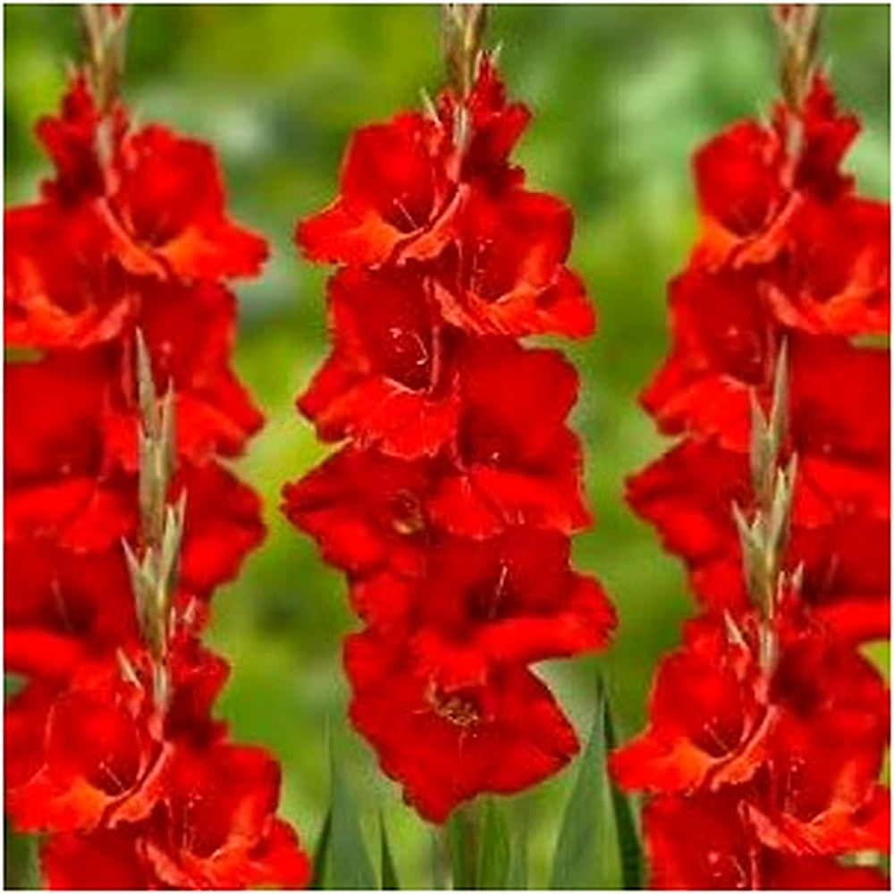 Non-GMO Deep Red Gladiolus Flower Seeds for Garden Planting [neera-v5-7ede6bc8aad61be2aa2f]