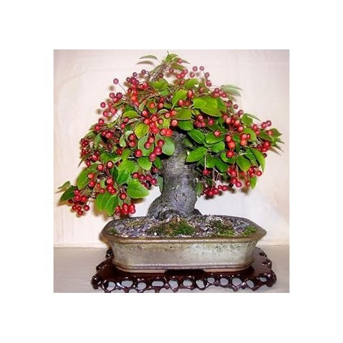 Red Malus Micromalus Fruit Seeds for Planting [neera-v5-7eeee031b3a583920dc0]