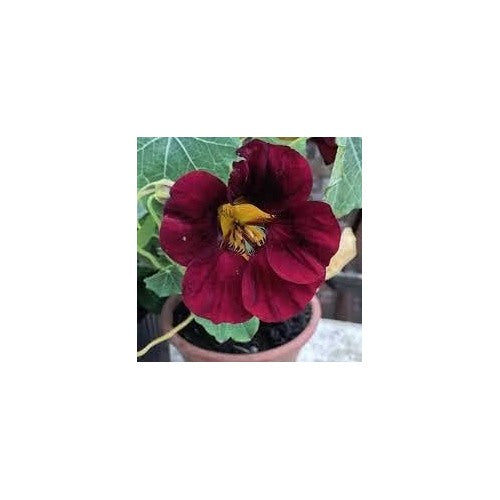 Burgundy Nasturtium Flower Seeds [neera-v5-7ef6eec701230fa53cfc]