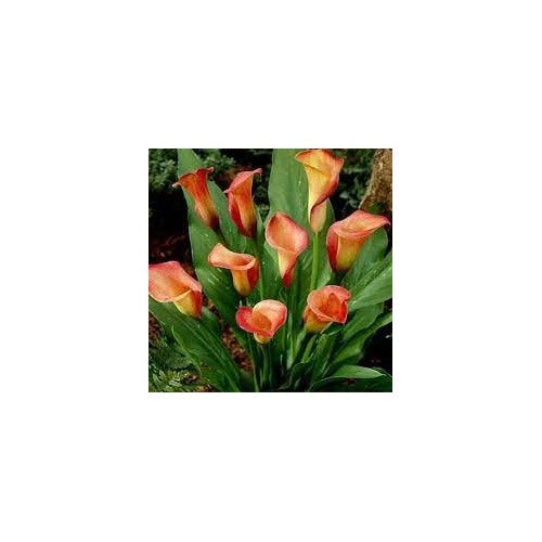 Heirloom Peach Calla Flower Seeds [neera-v5-7efc9fb26a361fe935e6]