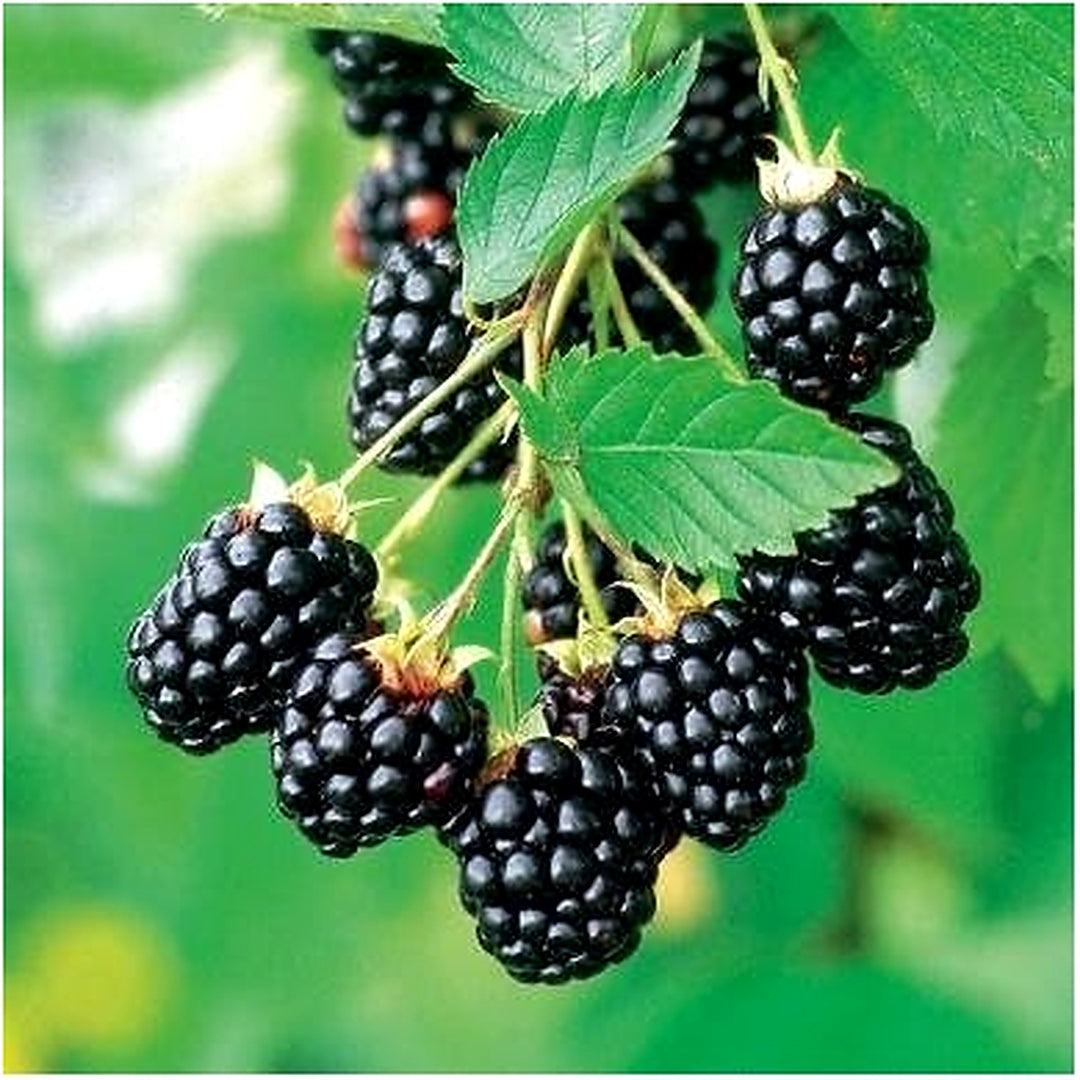 Blackberry Arapaho Seeds [neera-v5-7efd01c9292b271f9093]