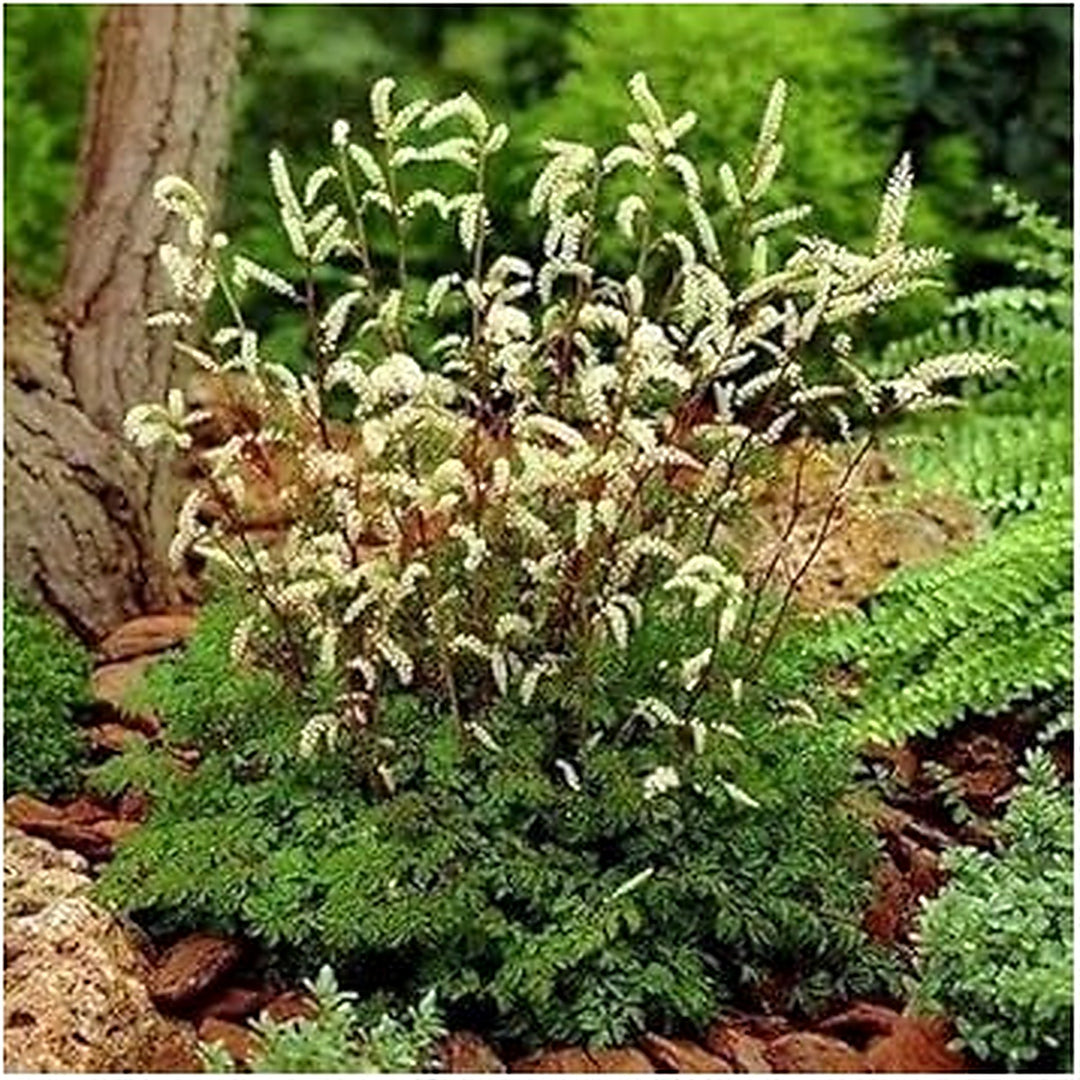 White Aethusifolius Dioicus Plant Seeds [neera-v5-7f0018302c3d971a47da]