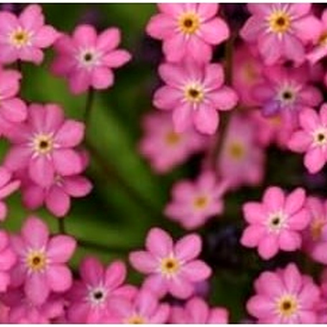 Pink Nezabudka Flower Seeds [neera-v5-7f0312fd345588553dad]