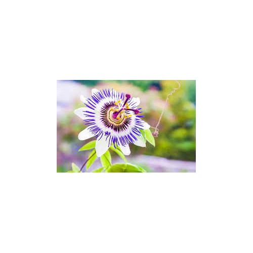 Organic Heirloom Passionflower Seeds [neera-v5-7f06b0894eb9c65d3c27]