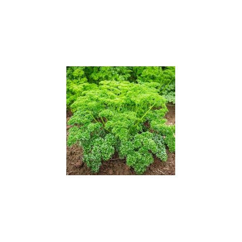 Curly Parsley Seeds for Planting [neera-v5-7f0e68b3d194489ab3e0]